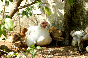 Chicken under the tree