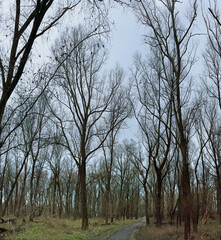 Willow forest in winter