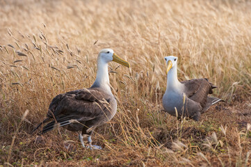 Waved Albatrosses (Phoebastria irrorata), Hispanola Island, Galapagos, Ecuador