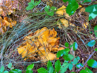 Chanterelles yellow mushrooms in the forest woods