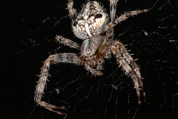 The spider sits on the web. Close-up. Macro