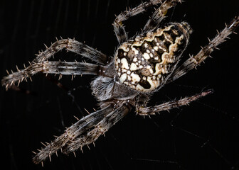 The spider sits on the web. Close-up. Macro