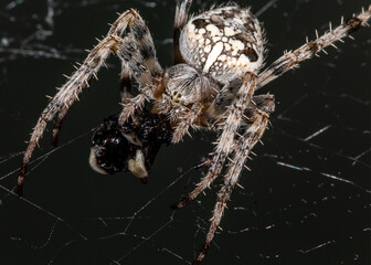 The spider sits on the web. Close-up. Macro