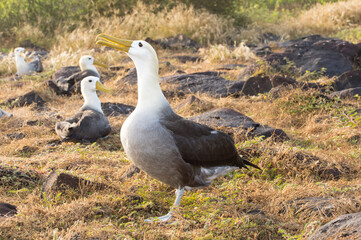 Waved Albatrosses (Phoebastria irrorata), Hispanola Island, Galapagos, Ecuador
