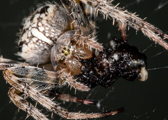 The spider sits on the web. Close-up. Macro