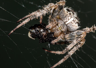 The spider sits on the web. Close-up. Macro