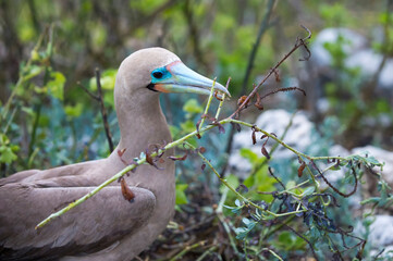 Red footed Booby (Sula sula) in red mangrove, Genovesa Island, Galapagos, Ecuador