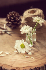 Daisy flowers and a pair of coppery scissors with a pine cone on a wooden table, close up, still life photography