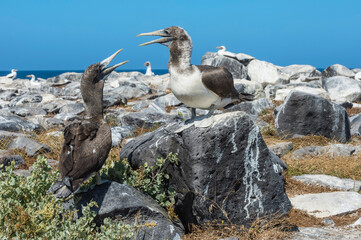 Juvenile Nazca Boobies (Sula granti), Hispanola Island, Galapagos, Ecuador