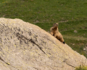 A marmot taking the cool