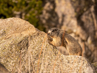 A marmot exercising on a rock