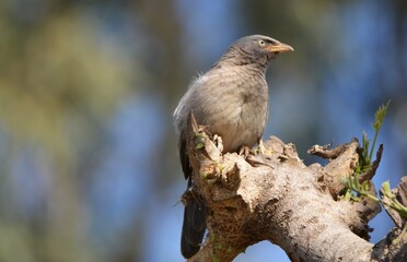 jungle babbler