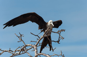 Magnificent Frigate Bird female, (Fregata magnificens), North Seymour Island, Galapagos, Ecuador,...