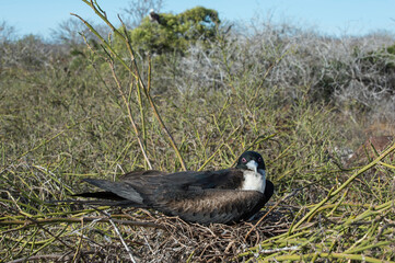 Obraz premium Magnificent Frigate Bird female, (Fregata magnificens), North Seymour Island, Galapagos, Ecuador, Unesco World Heritage Site