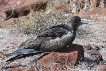 Magnificent Frigate Bird female, (Fregata magnificens), North Seymour Island, Galapagos, Ecuador, Unesco World Heritage Site