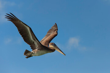 Galapagos Brown Pelican (Pelecanus occidentalis urinator) in flight, Black Turtle Bay, Santa Cruz Island, Galapagos, Ecuador, Unesco World Heritage Site