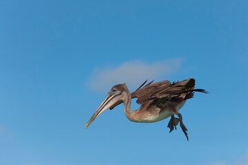 Galapagos Brown Pelican (Pelecanus occidentalis urinator) in flight, Black Turtle Bay, Santa Cruz Island, Galapagos, Ecuador, Unesco World Heritage Site