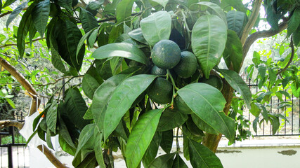 Fresh organic green lemon hanging from the tree branch in an apple orchard