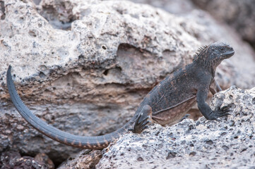Marine Iguana (Amblyrhynchus cristatus), South Plaza Island, Galapagos, Ecuador, Unesco World Heritage Site