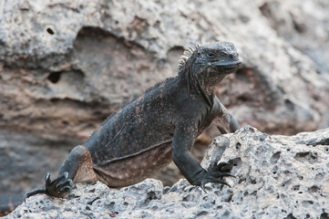 Marine Iguana (Amblyrhynchus cristatus), South Plaza Island, Galapagos, Ecuador, Unesco World Heritage Site