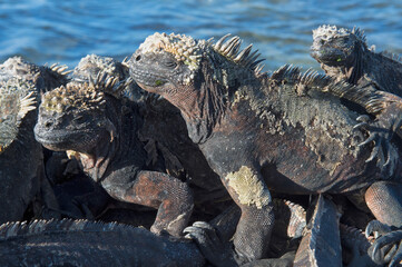 Marine Iguana (Amblyrhynchus cristatus hassi)