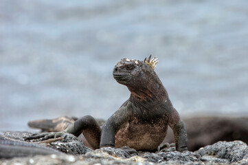 Marine Iguana (Amblyrhynchus cristatus hassi), Punta Espinoza, Fernandina Island, Galapagos, Ecuador