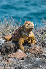 Galapagos Land Iguana (Conolophus subcristatus), North Seymour Island, Galapagos, Ecuador, Unesco...