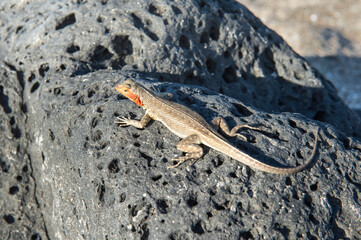 Galapagos Lava Lizard (Microlophus albemarlensis)