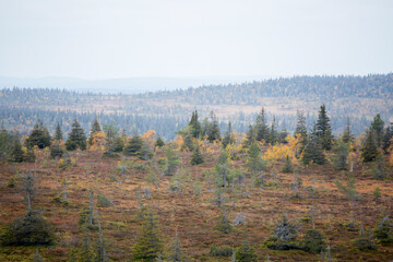 Autumnal landscape of slope bog at Riisitunturi National Park in Finland, Northern Europe