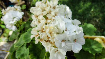 White bougainvillea flower isolated on natural green background