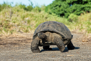 Galapagos Giant Tortoise (Geochelone elephantophus vandenburgi), Bahia Urvina, Isabela Island,...