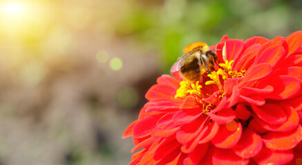 Bumblebee collects pollen from a flower, a bright red flower with a bee under a bright sun.