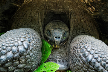Galapagos Giant Tortoise (Geochelone Elephantophus), Santa Cruz Island, Galapagos, Ecuador, Unesco World Heritage Site