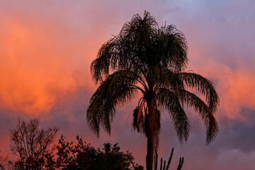 Tropical sunset sky with palm tree