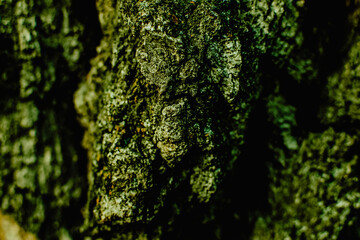 Macro shot of a tree bark. large structural texture