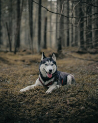 Husky dog ​​lies in the forest