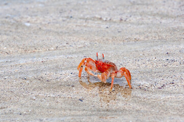 Ghost crab (Ocypode Gaudichaudii), San Cristobal Island, Galapagos, Ecuador, Unesco World Heritage Site