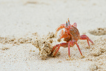 Ghost crab (Ocypode Gaudichaudii), San Cristobal Island, Galapagos, Ecuador, Unesco World Heritage Site