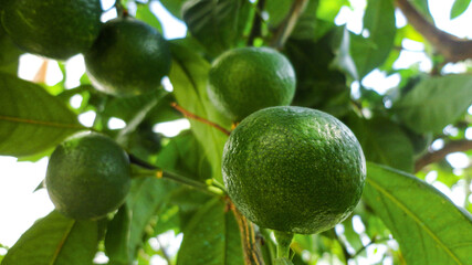 Fresh organic green lemon hanging from the tree branch in an lemon orchard
