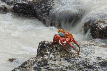Sally Lightfoot crab (Grapsus grapsus), San Cristobal Island, Galapagos, Ecuador, Unesco World...