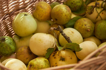 ekologiczne jabłka , Malus domestica 