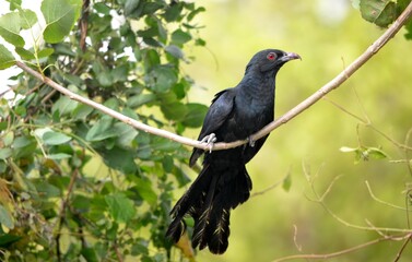 indian cuckoo