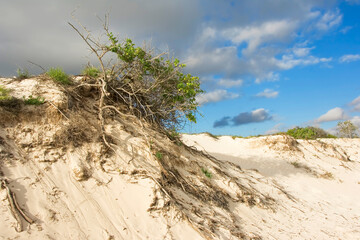 Sea Grass, Sporobolus virginicus, on the beach of San Cristóbal Island, Galapagos Islands, UNESCO...
