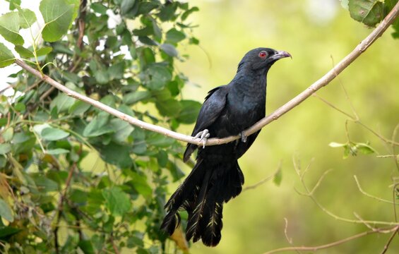 Indian Cuckoo