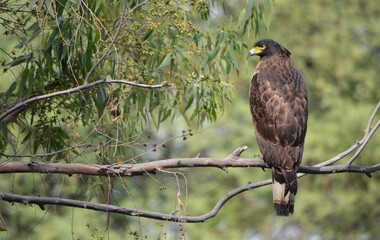 crested serpent eagle