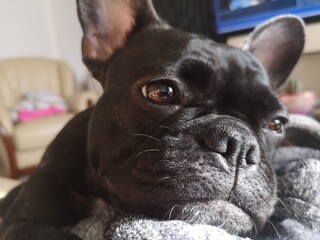 french bulldog puppy