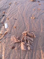autumn leaves on the ground