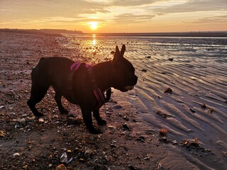 horse on the beach