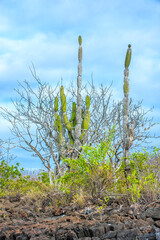 Palo Santo (Bursera graveolens) and Candelabra Cactus (Jasminocereus thouarsii), Santa Cruz Island, Galapagos, Ecuador, Unesco World Heritage Site