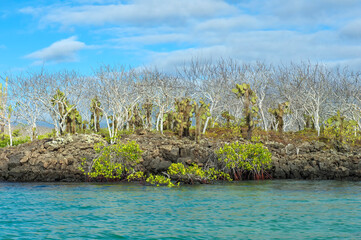 Palo Santo (Bursera graveolens), Red Mangrove (Rhizophora mangle) and Giant Prickly Pear cactus (Opuntia), Santa Cruz Island, Galapagos, Ecuador, Unesco World Heritage Site